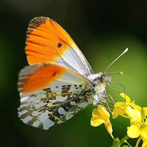 HULUSİ TEZCAN profil fotoğrafı