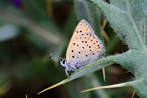 Alev Ateş Güzeli