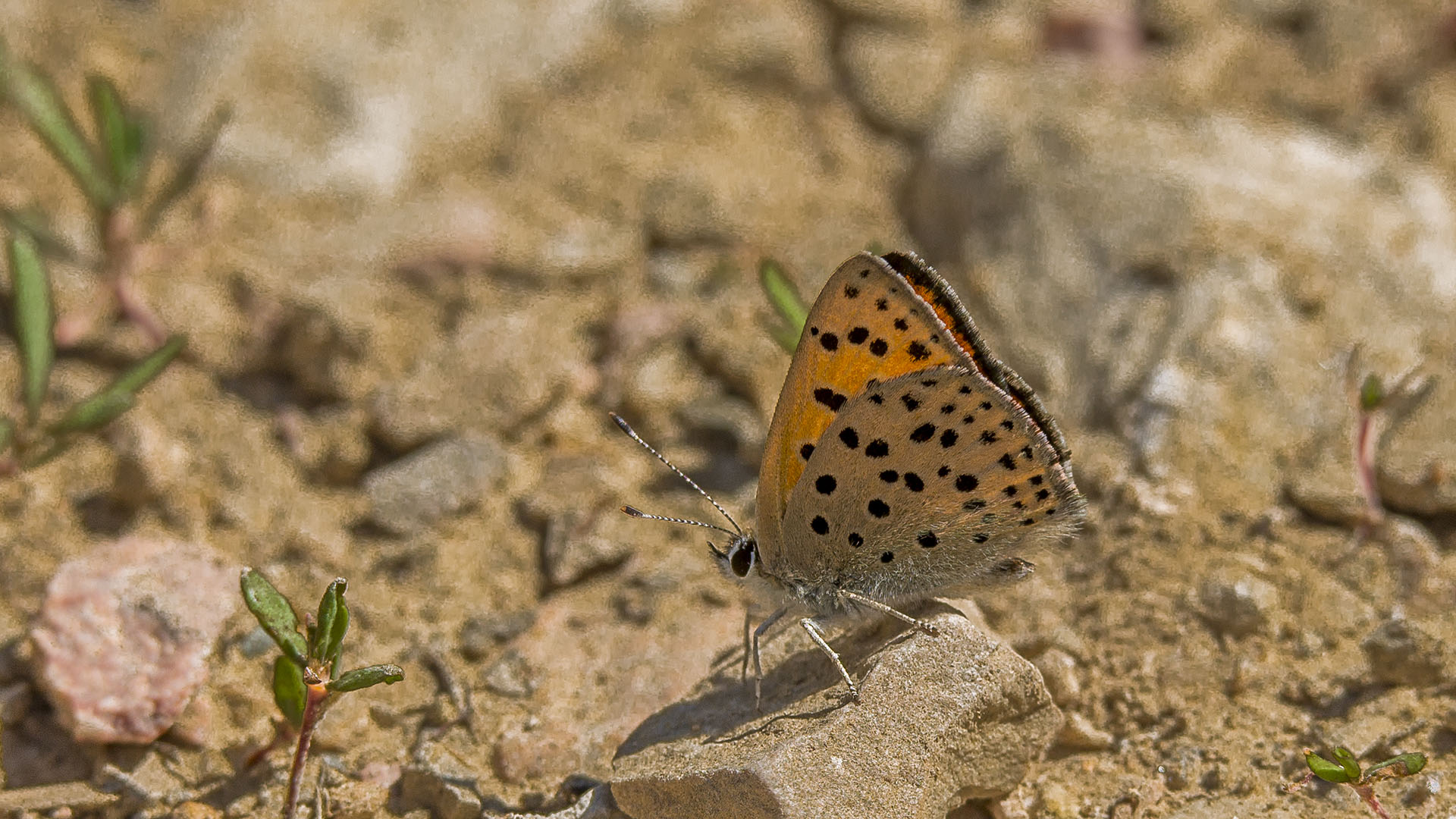Malatya