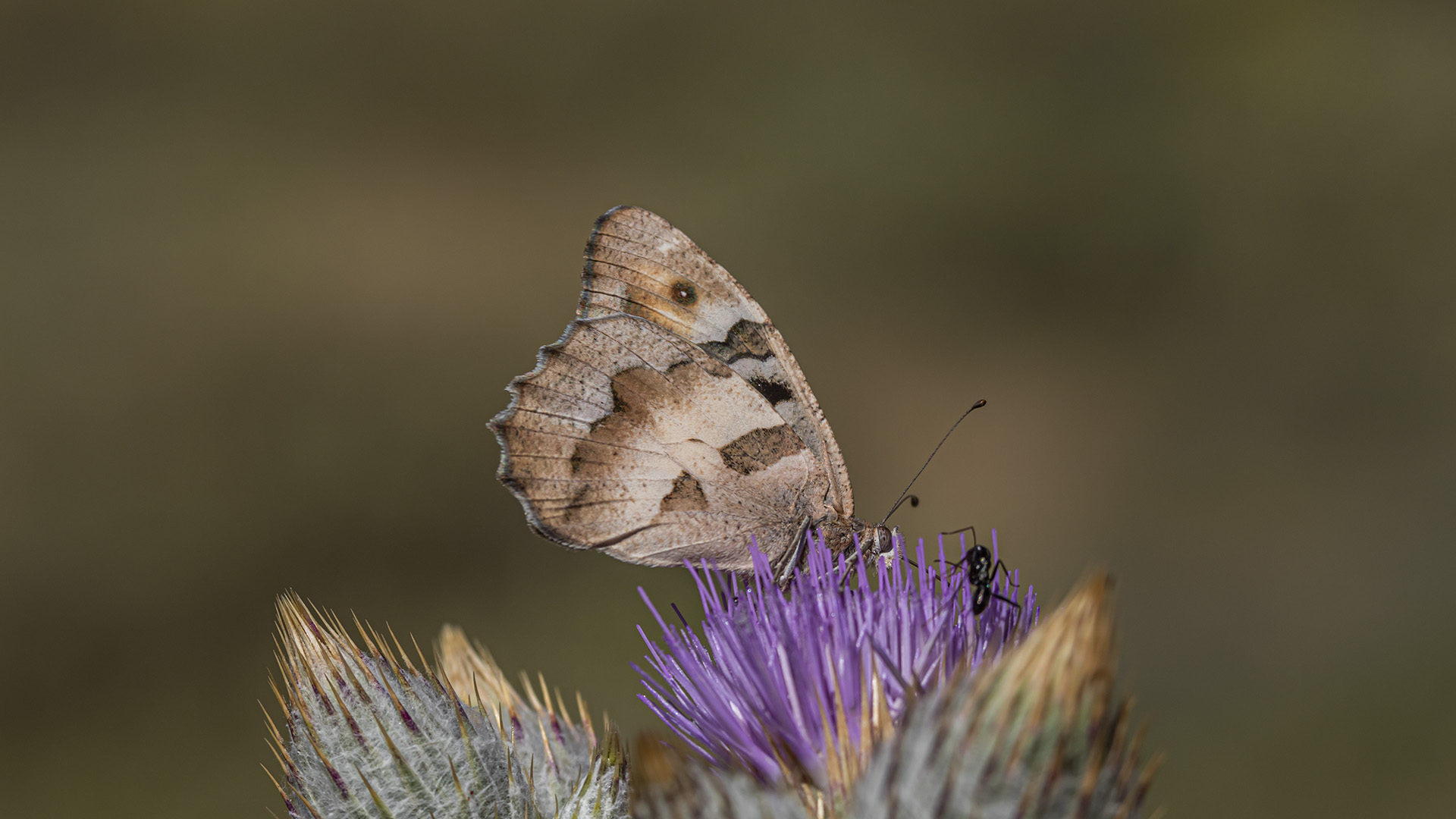 Cadı — Ana fotoğraf