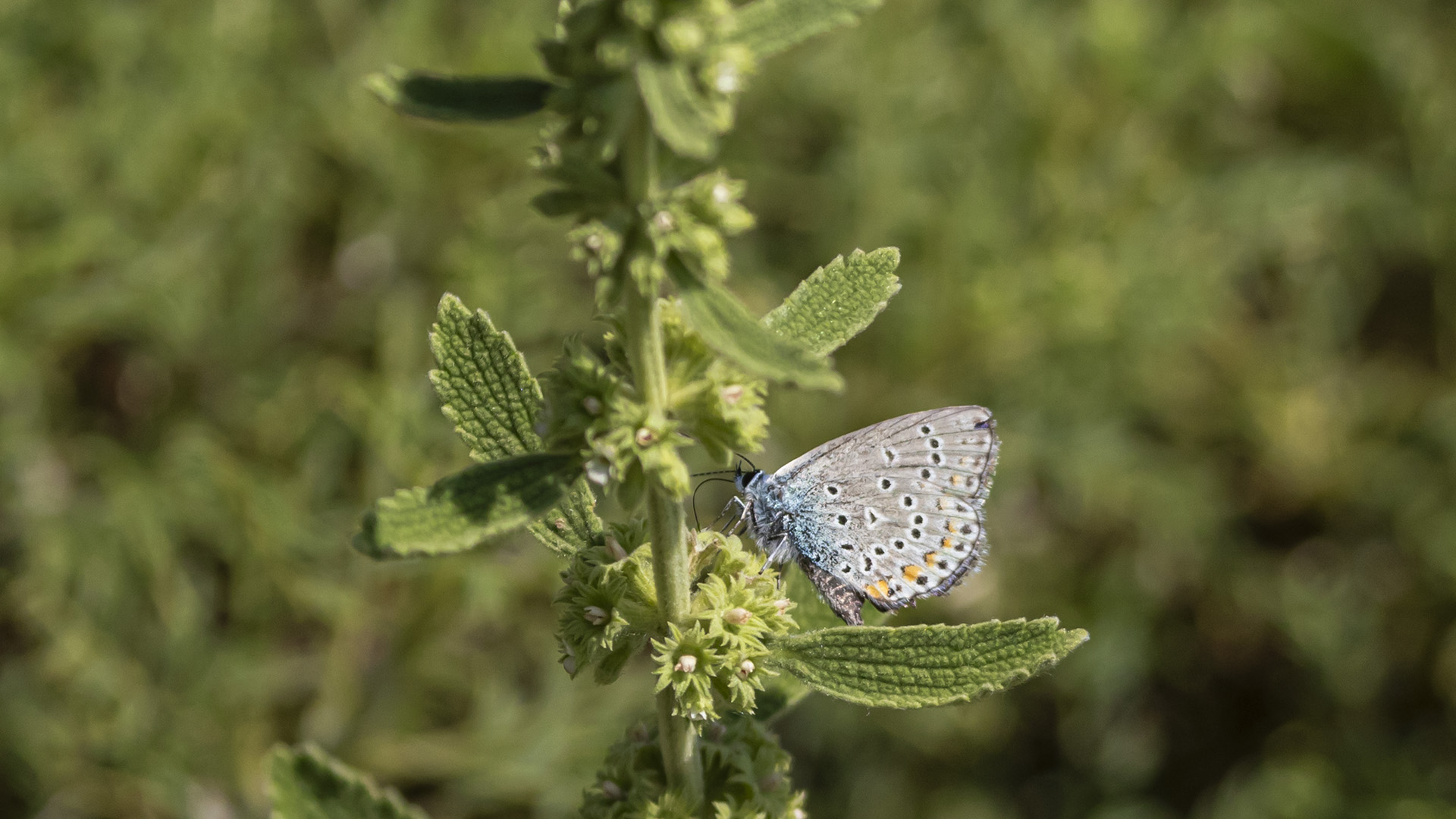 Tanımsız Kelebek — Ana fotoğraf
