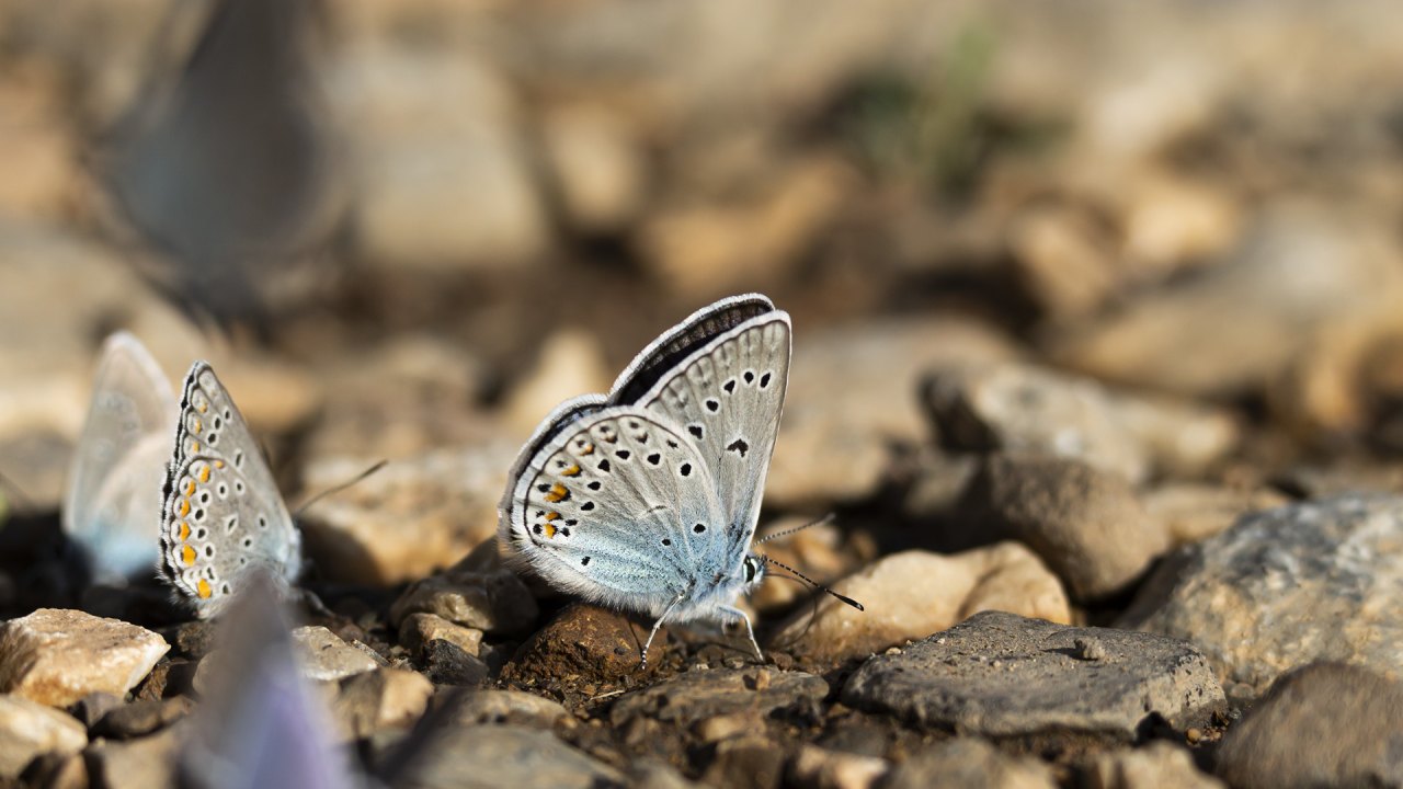 Arazi fotoğrafı