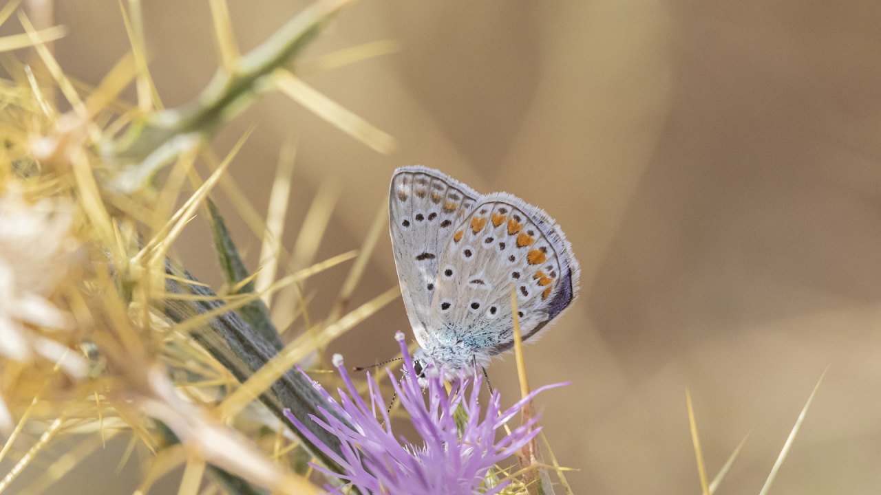 Arazi fotoğrafı