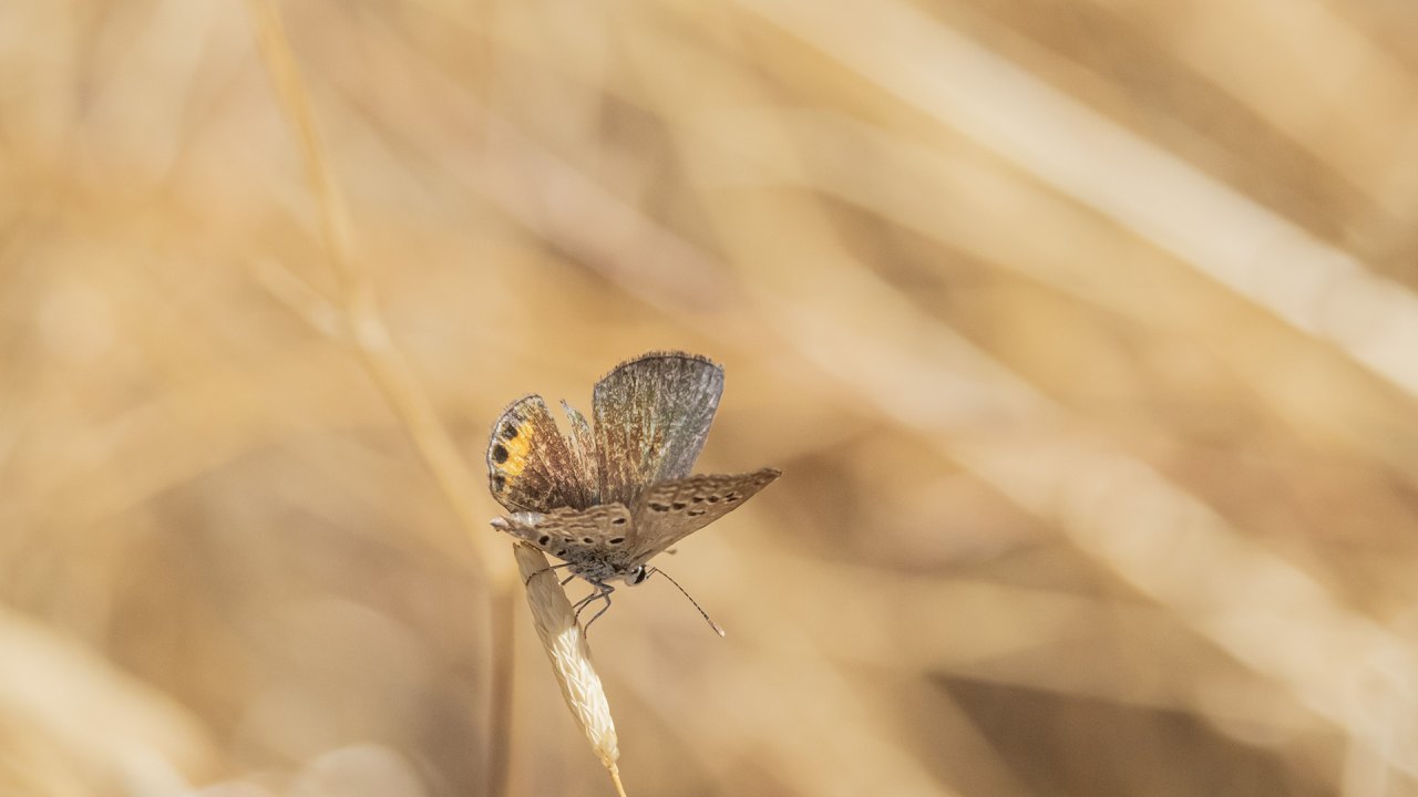 Arazi fotoğrafı