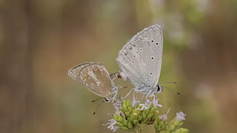 Çokgözlü Torosmavisi