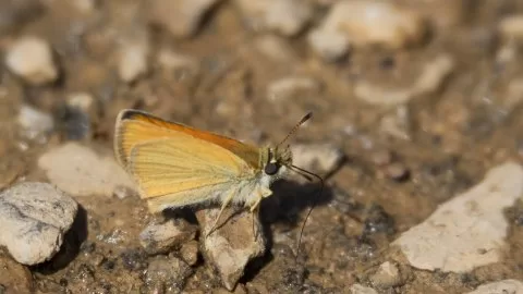 Tanımsız Kelebek