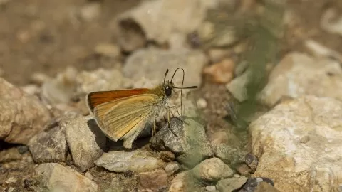 Tanımsız Kelebek