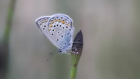 Anadolu Esmergözü