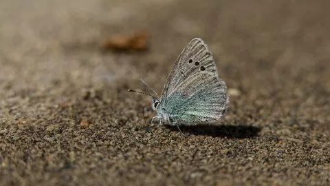 Tanımsız Kelebek