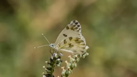 Malatya kelebekleri