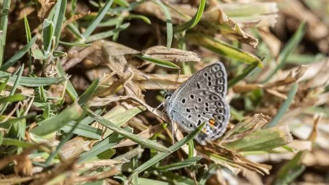 Tanımsız Kelebek