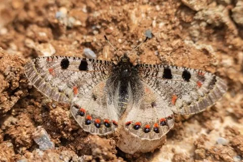 Yalancı Apollo