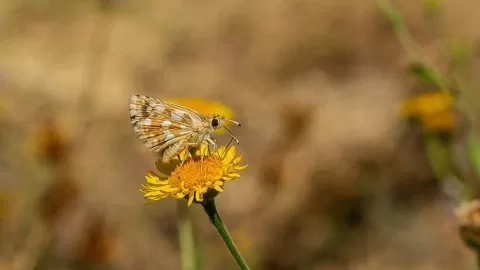 Tanımsız Kelebek