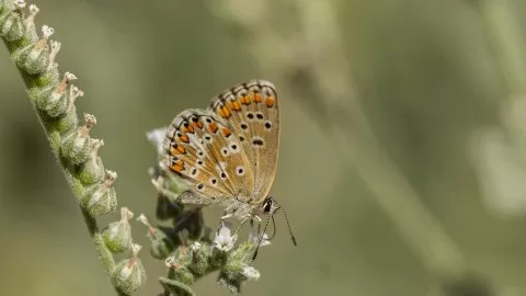 Tanımsız Kelebek