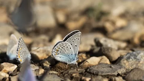 Tanımsız Kelebek