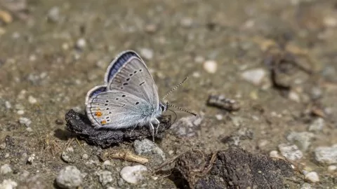 Çokgözlü Güzel Mavi