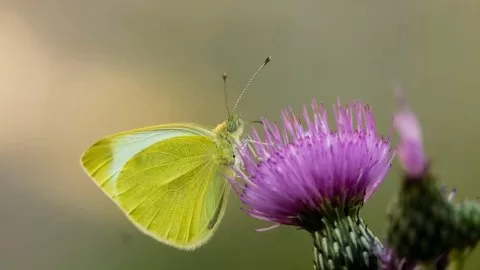 Tanımsız Kelebek