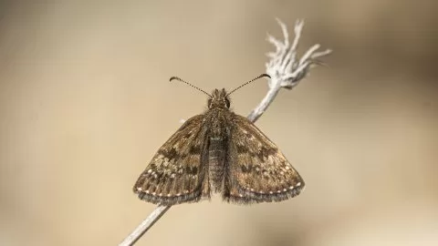 Paslı Zıpzıp