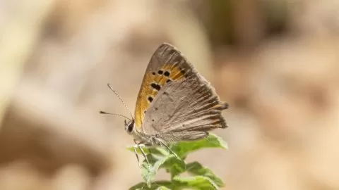 Tanımsız Kelebek