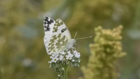 Tanımsız Kelebek