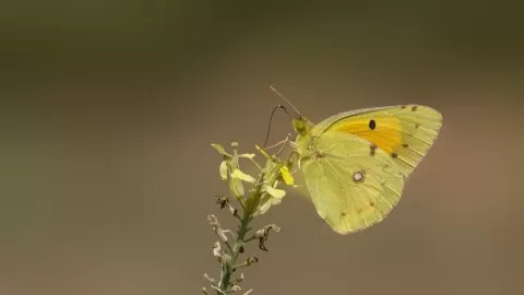 Sarı Azamet
