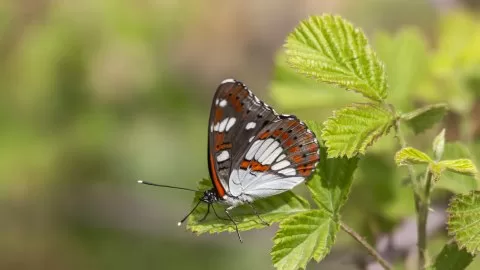 Akdeniz hanımeli
