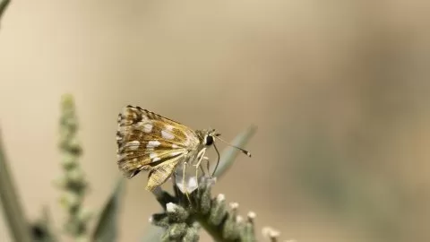 Tanımsız Kelebek