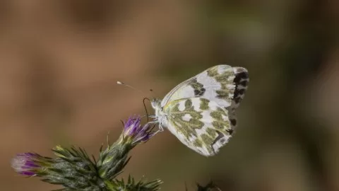 Yeni Beneklimelek