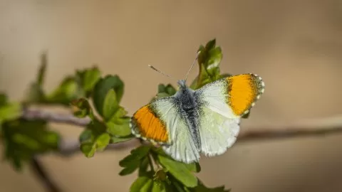 Step Süslüsü