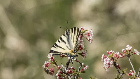 Erik Kırlangıçkuyruğu