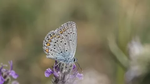 Tanımsız Kelebek