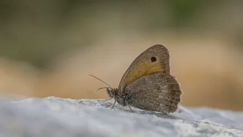 Küçük Esmerperi