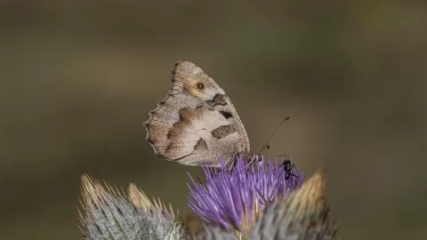 Cadı