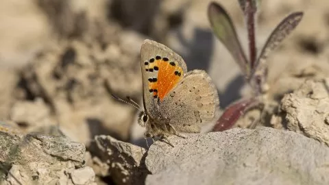 Malatya yeşilyurt