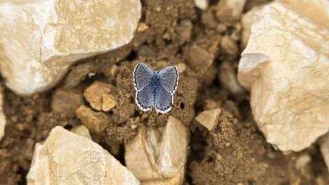 Himalaya Mavisi