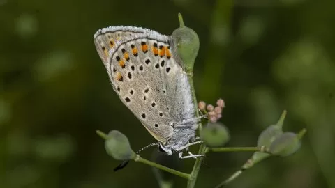 Çokgözlü Gökmavisi