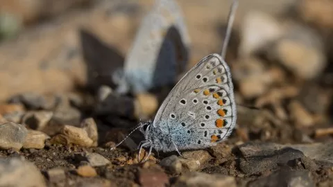 Anadolu Esmergözü