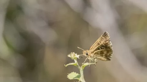 Anadolu Zıpzıpı