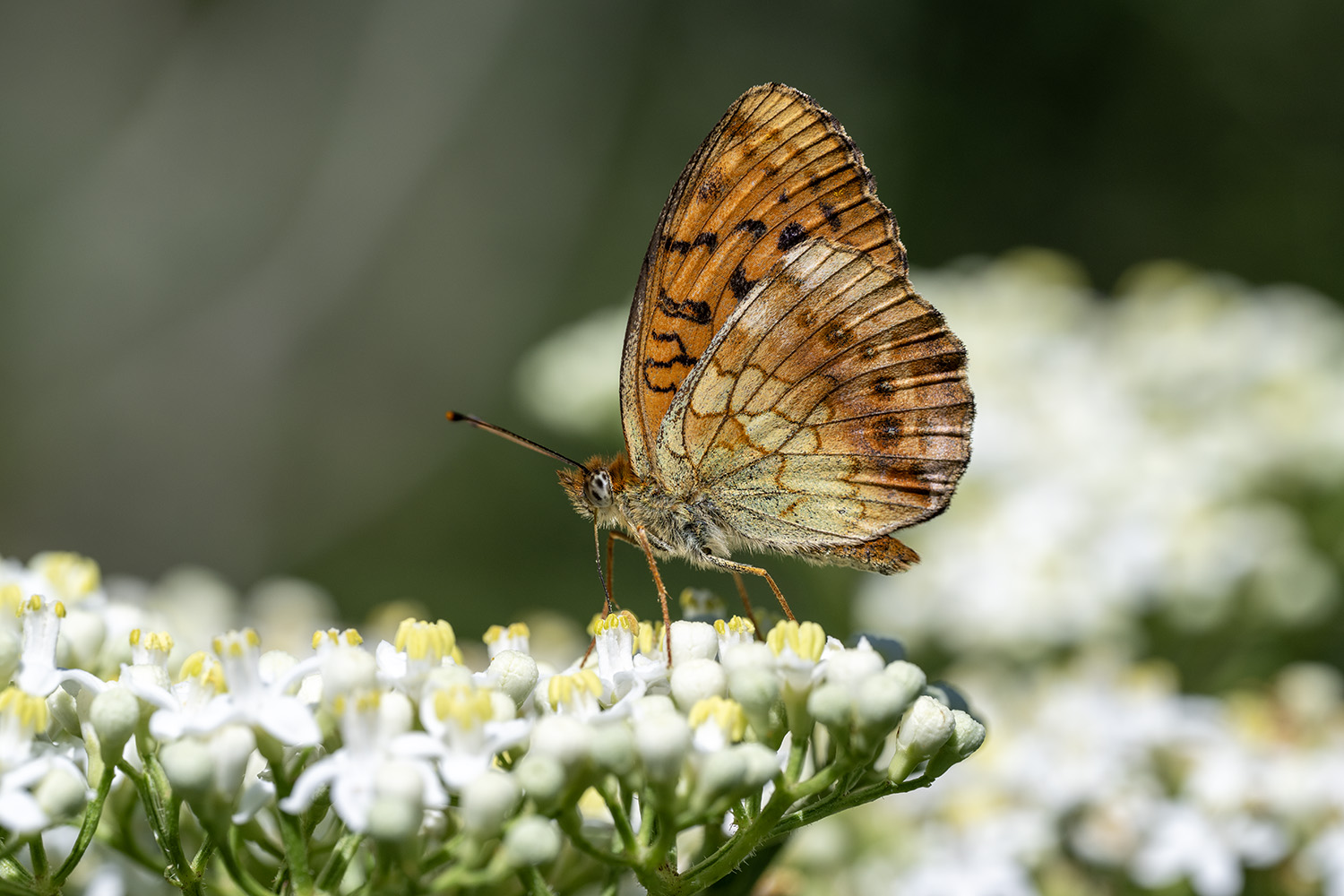 amanoslar — Ana fotoğraf