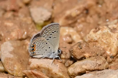 Mücevher Kelebeği