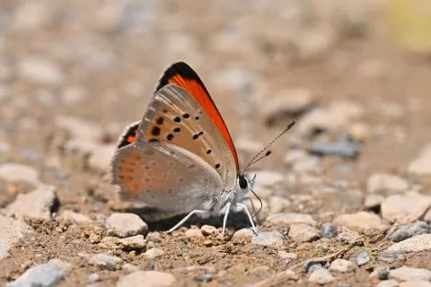 Dağ Ateşi