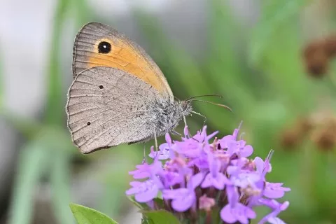 Doğu Çayır Esmeri
