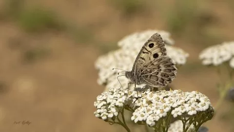 Gördüğüm güzellikler
