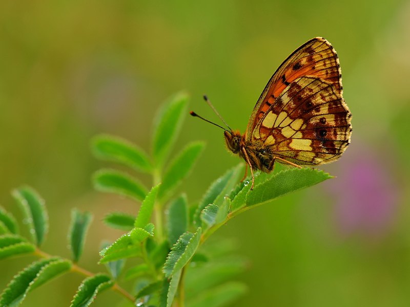 Arazi fotoğrafı