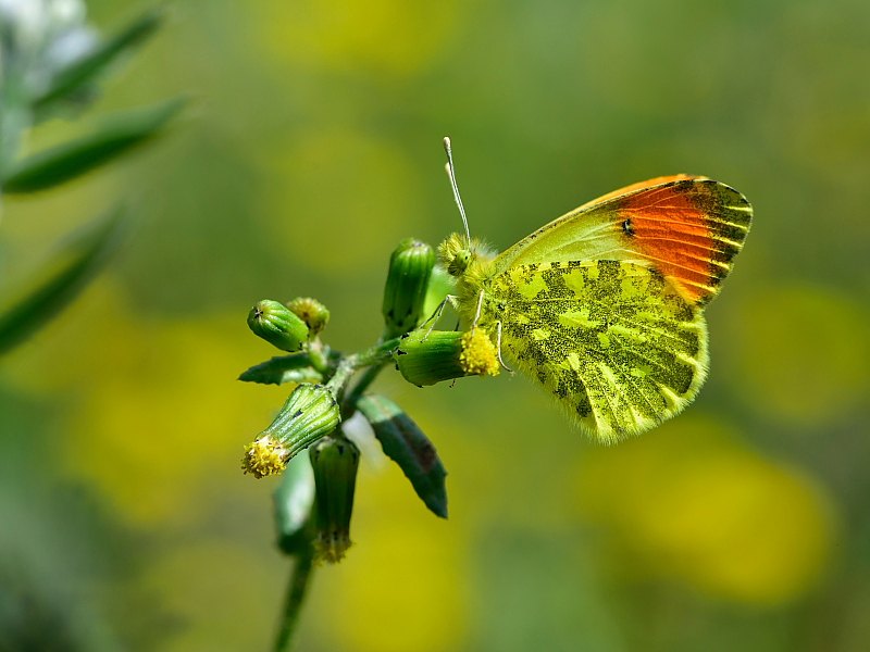 Arazi fotoğrafı