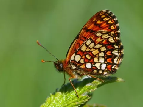 Melike Amannisa