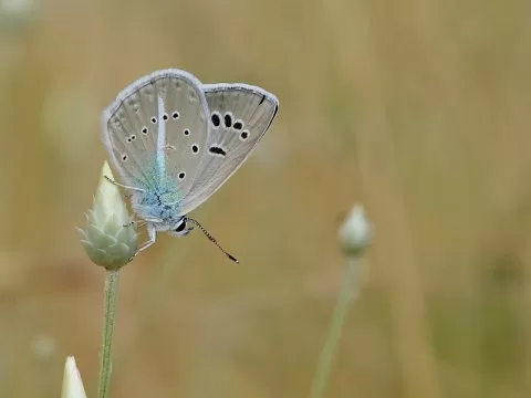 Çokgözlü Surako Mavisi