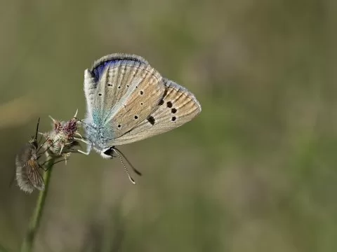 Çokgözlü Siyan Mavisi