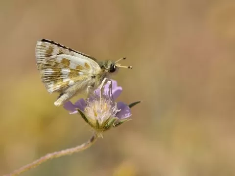 Acem Zıpzıpı