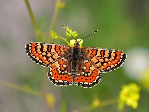 Güzel Nazugum
